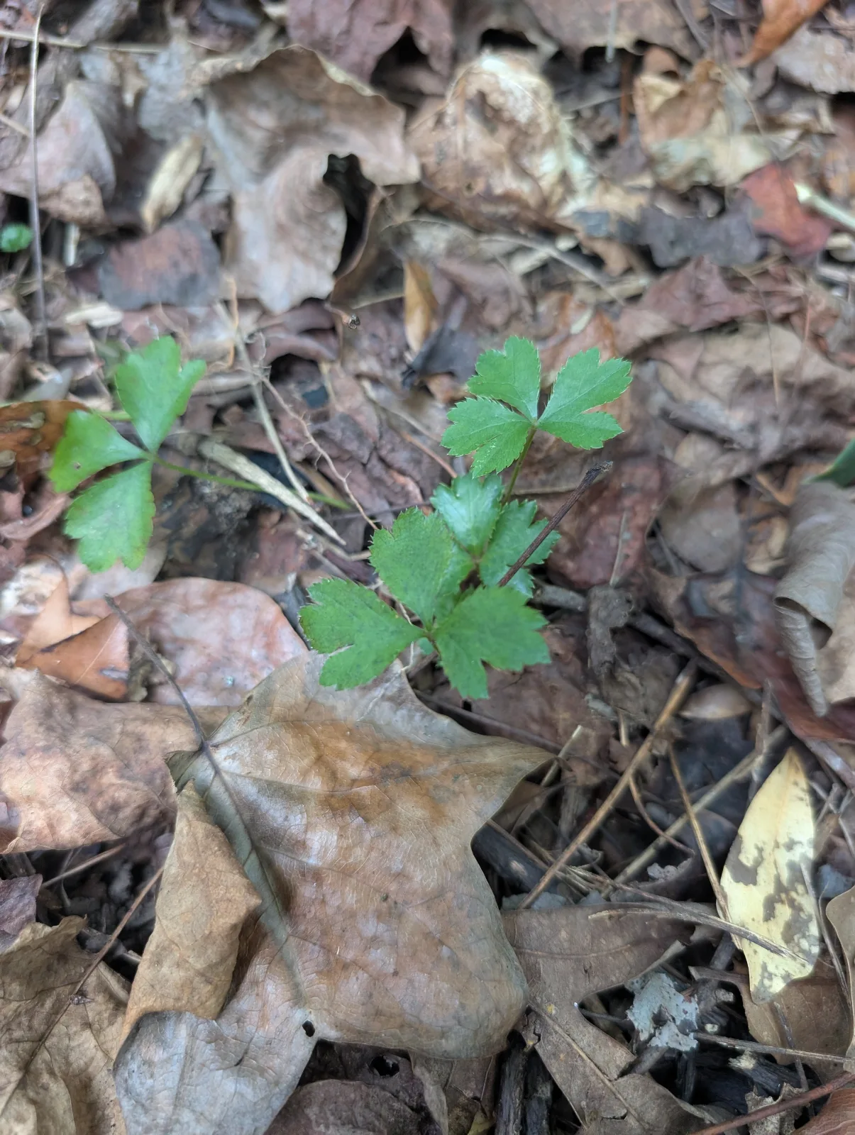 Low-growing plant with green serrated leaves.