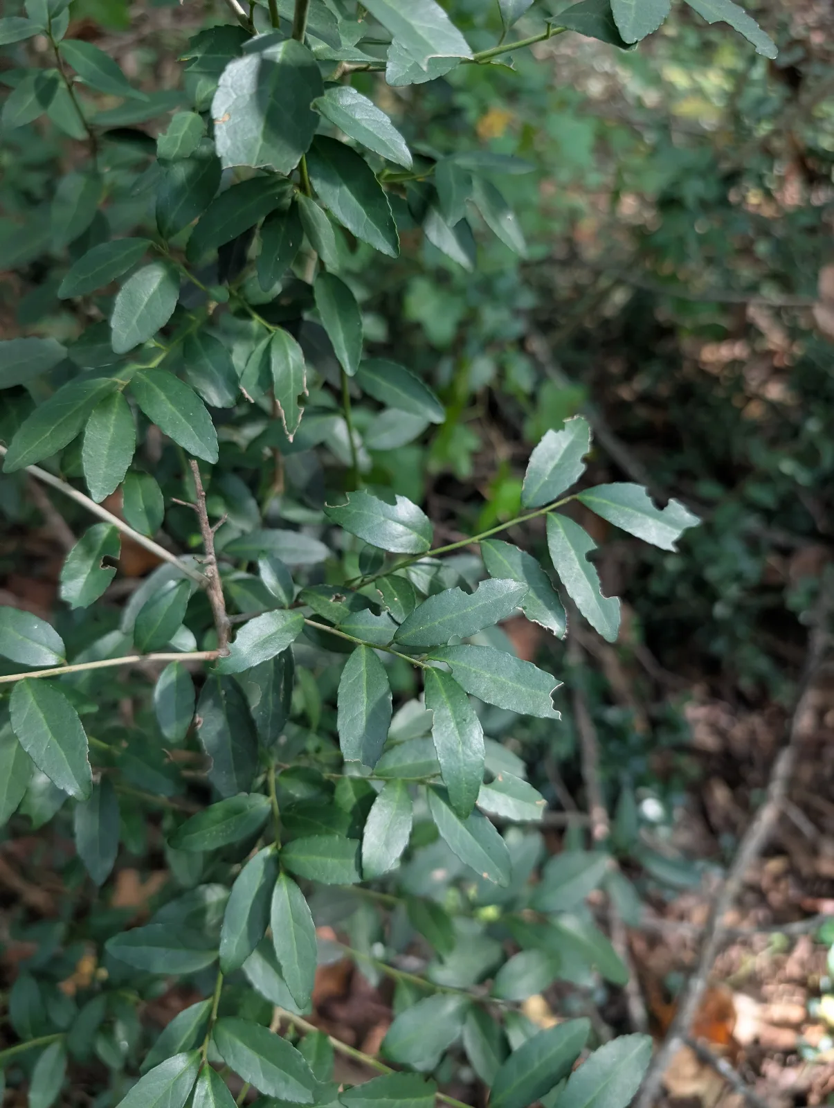 Dark green, glossy, slightly serrated oval-shaped leaves on upright stems.