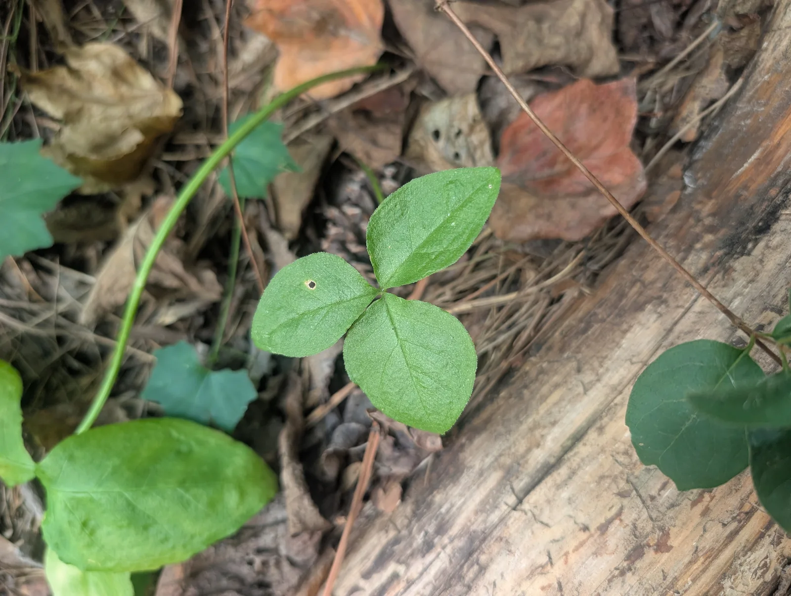 Three-leaved plant on upright stem. Leaves are a light green and oval-shaped.