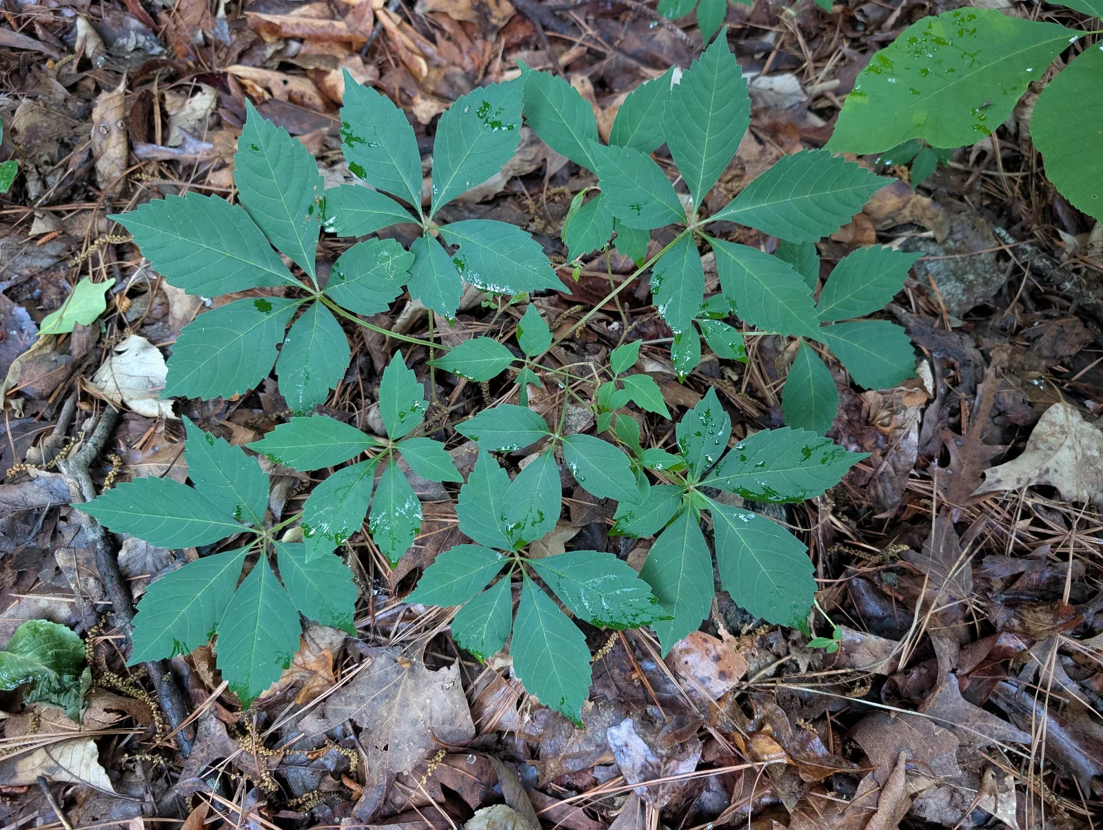 Cluster of leaves with 5 green, oval-shaped leaflets