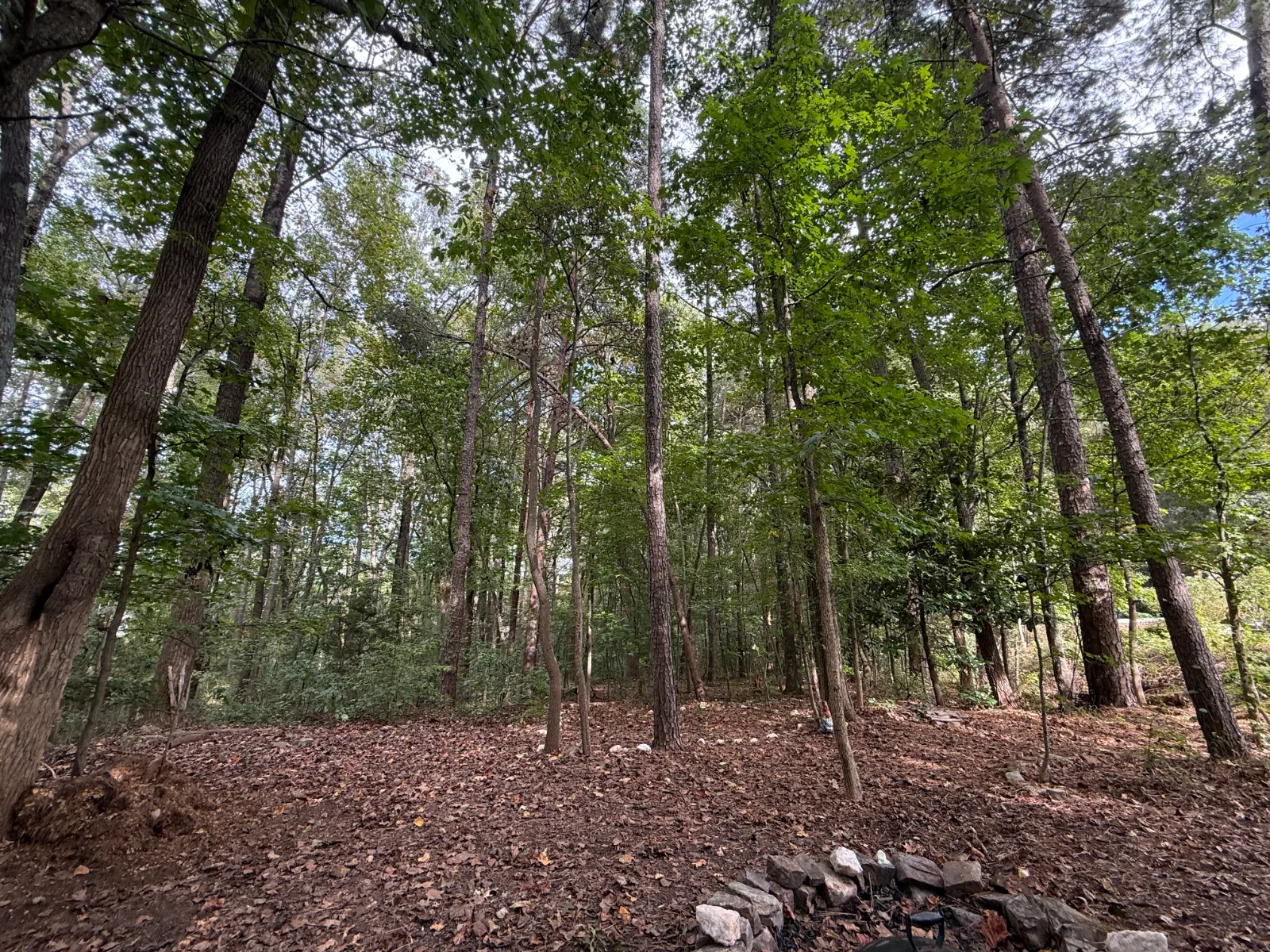An well-maintained understory that leads visitors to the Infinity Trail