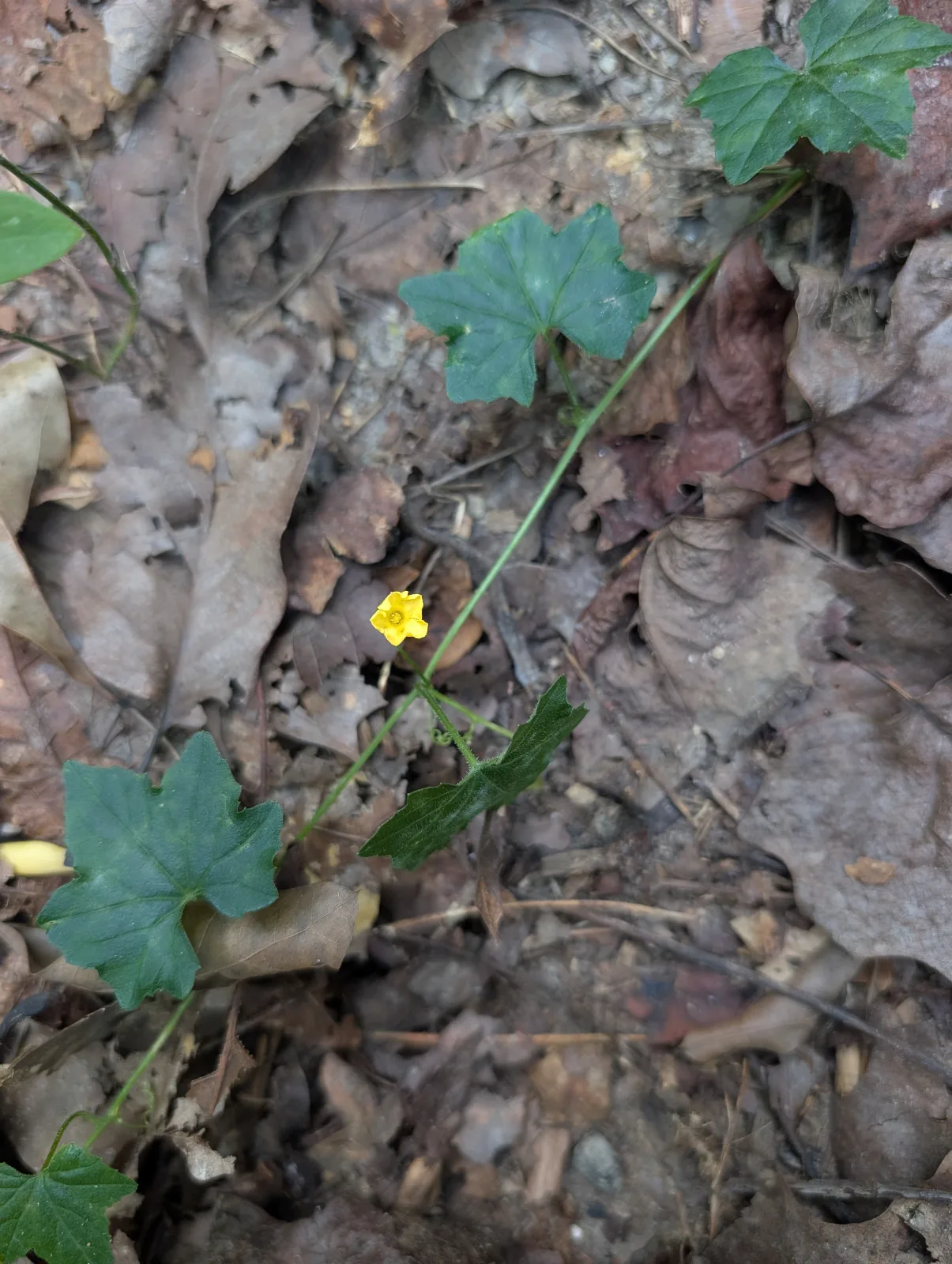 Small vining plant with green, lobed leaves (similar to a grape) and a tiny yellow flower.