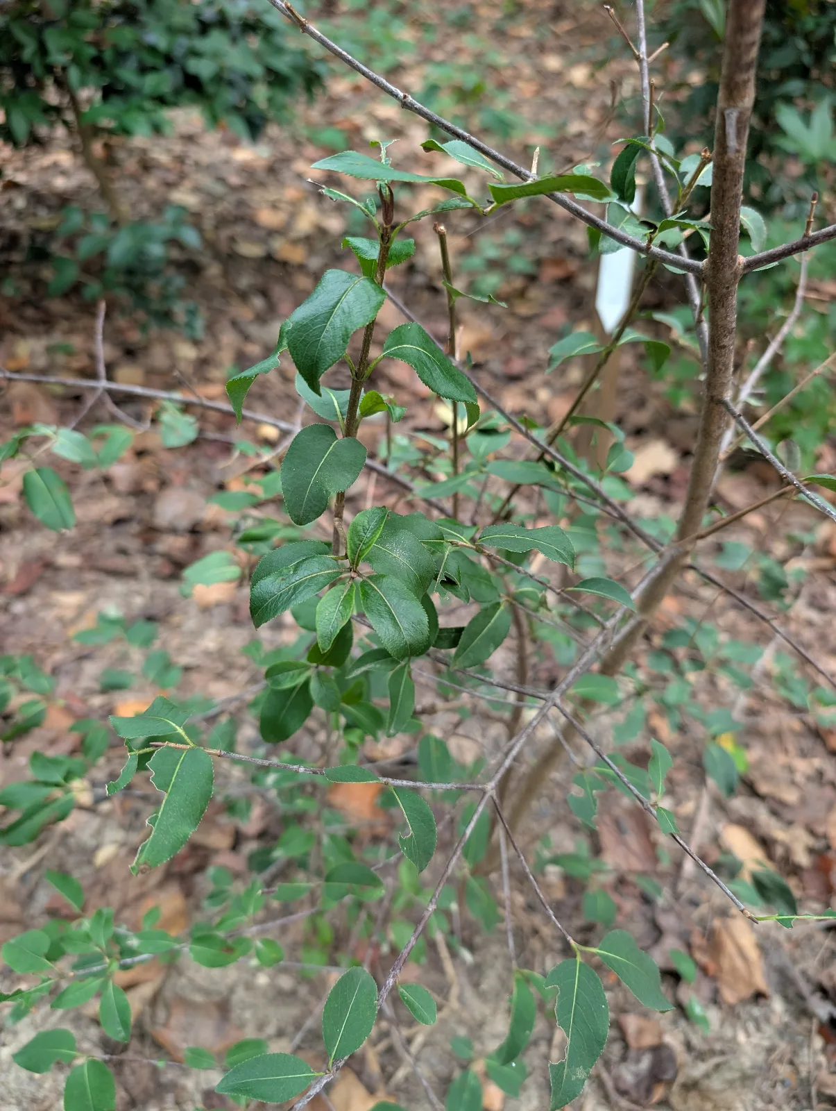 Dark green, rounded leaves on upright stem.