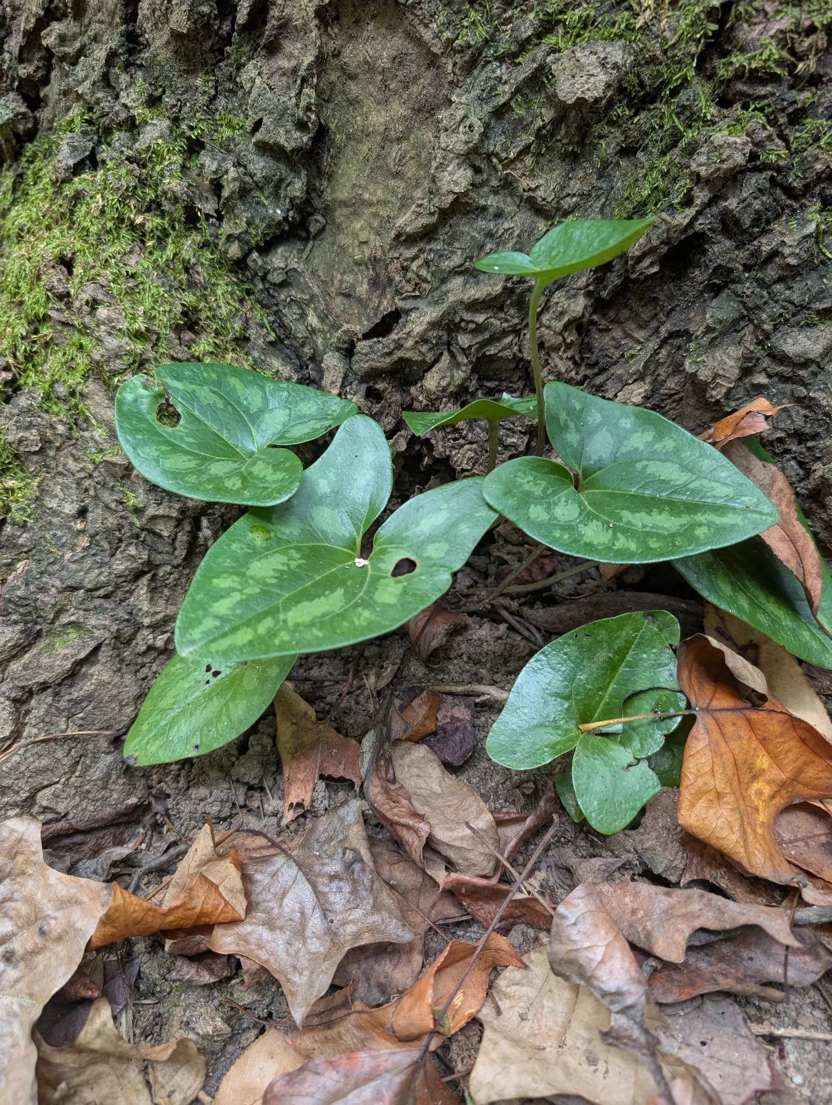 Low-growing heart-shaped, shiny leaves with silvery blotches on leaf face.