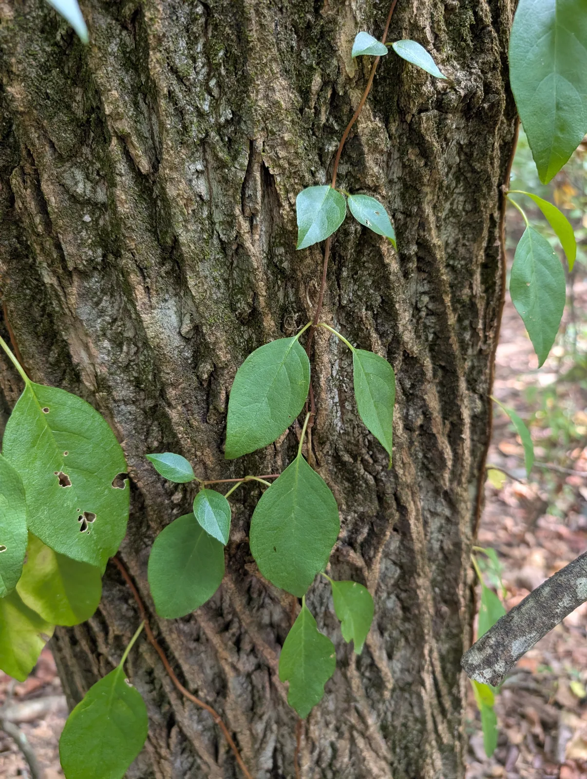 Woody vine with oval-shaped green leaves growing on tree.