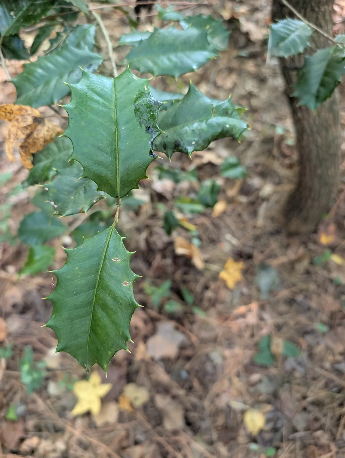 Dark green, glossy, spikey leaves on upright stem.