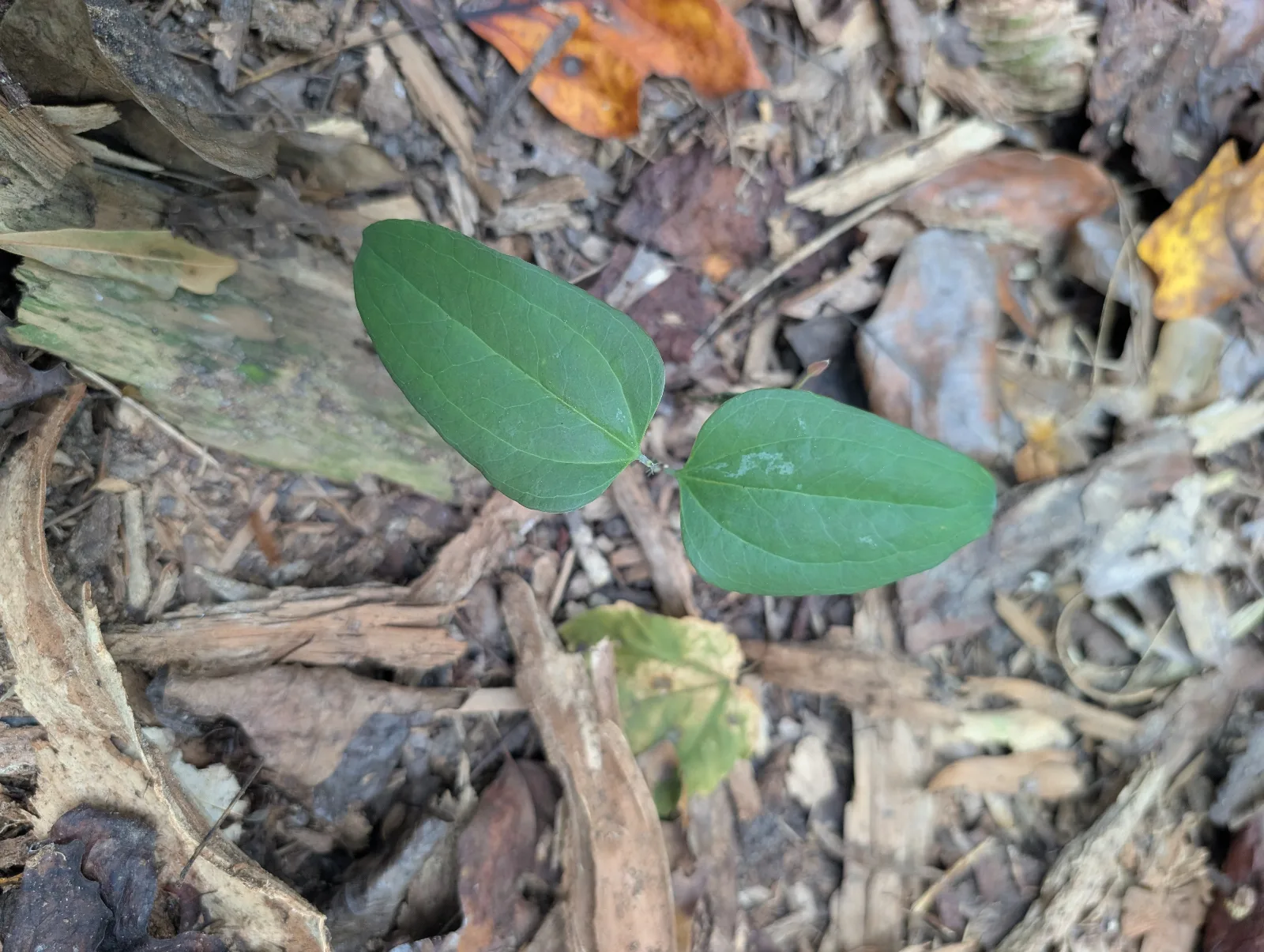 Low-growing, eliptical shaped green leaves attached to spiky stem.