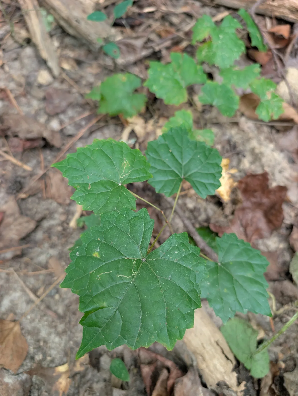 Vining plant with green, large, shiny leaves that are nearly circular in outline with blunt teeth.