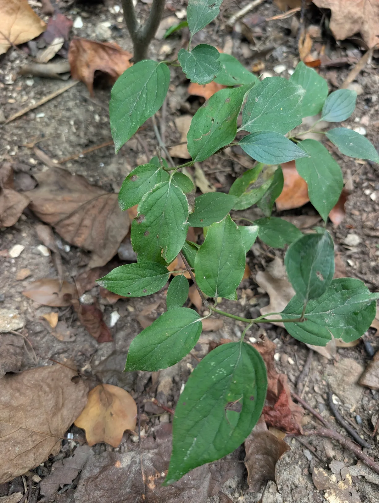 Green, elliptical leaves on stem.