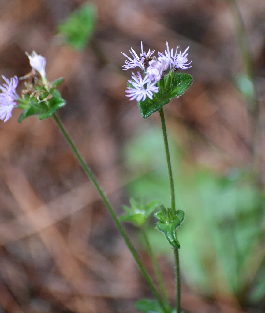 Green stem with purple flowers.